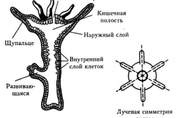 Кракен маркетплейс в питере